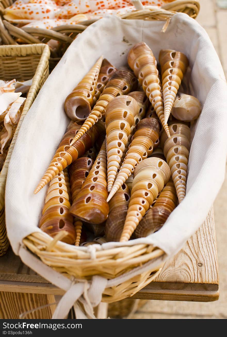 Shells In Plate