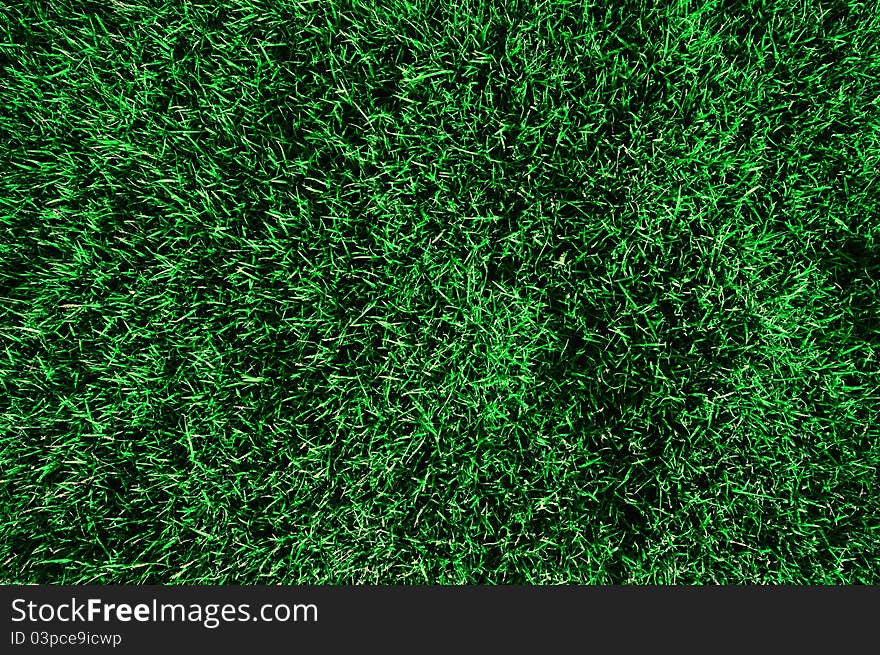 Green grass in the night background. Green grass in the night background