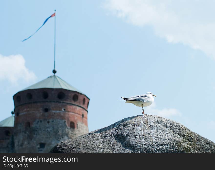 Seagull Standing On A Rock