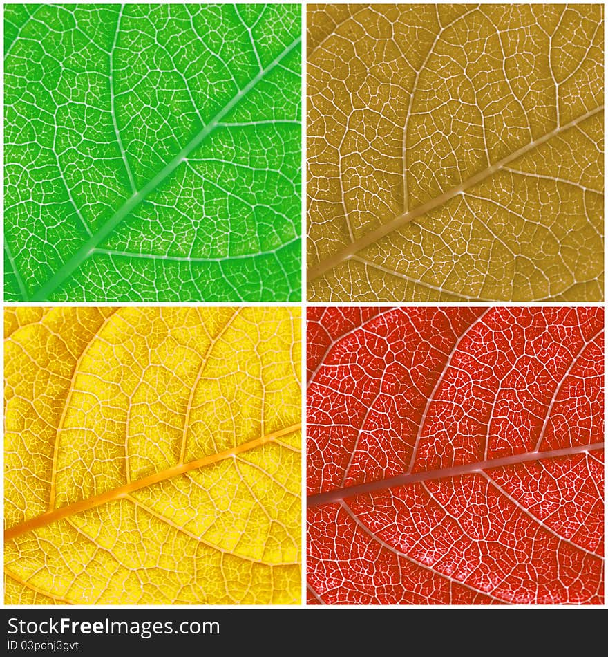 This is color leafs background. It is theme of seasons.