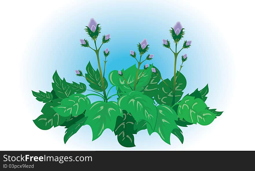 Flowers and leaves of burdock on a blue background