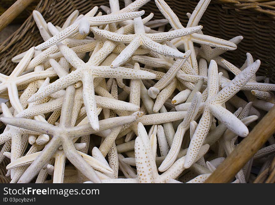 Lots of sea-stars in basket