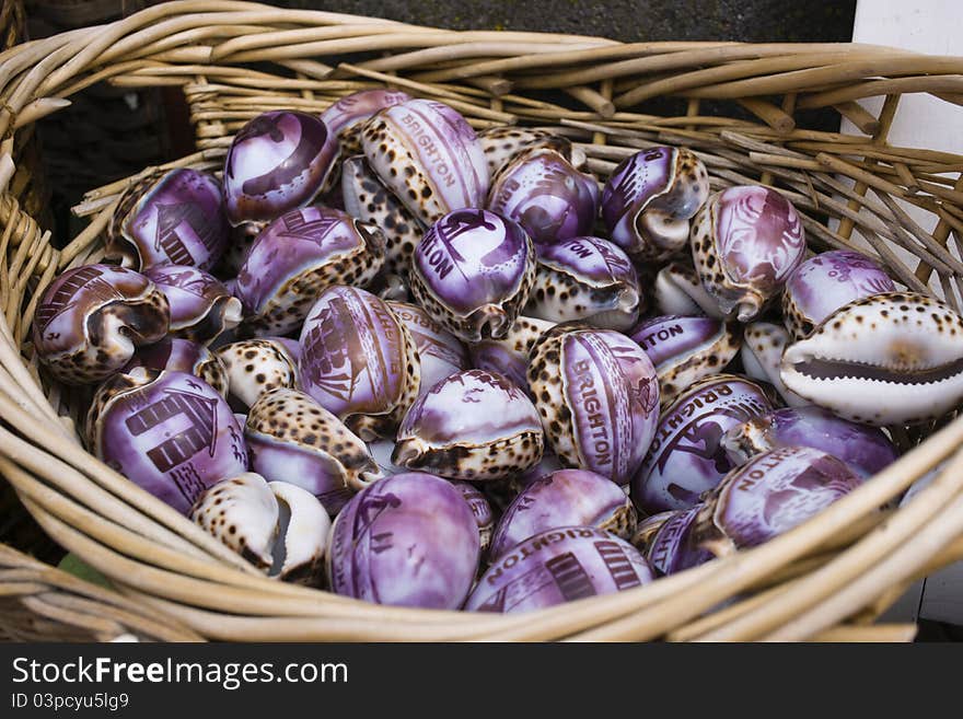 Purple Seashell