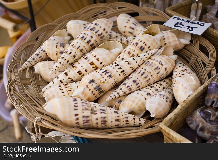 Large Beige Seashell