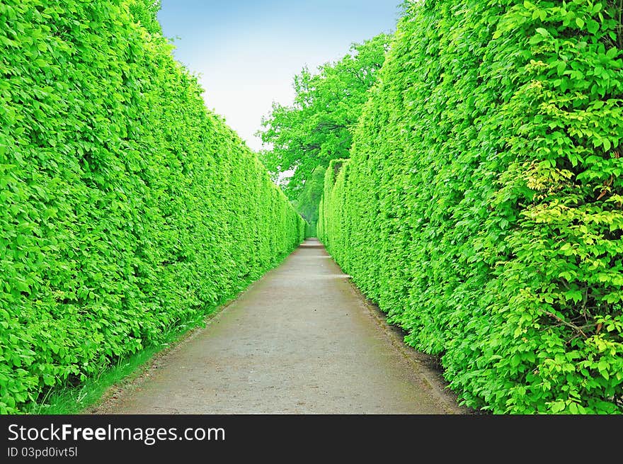 Two-side tree wall along the walking path in the garden, Czech