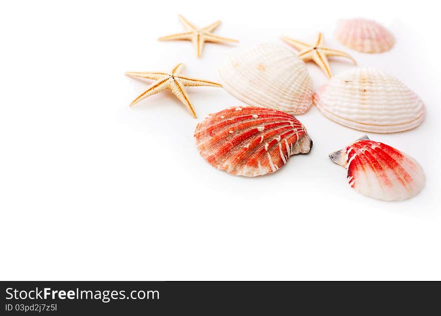 Seashells and seastars over white background. Seashells and seastars over white background