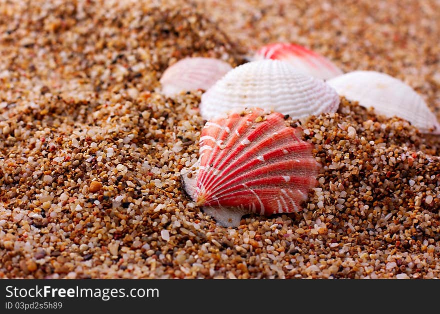 Seashells over sea sand