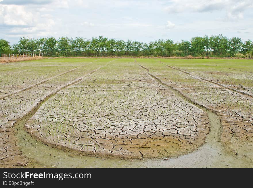 Rice fields