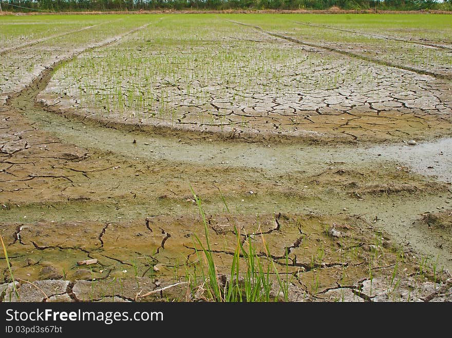 Rice fields