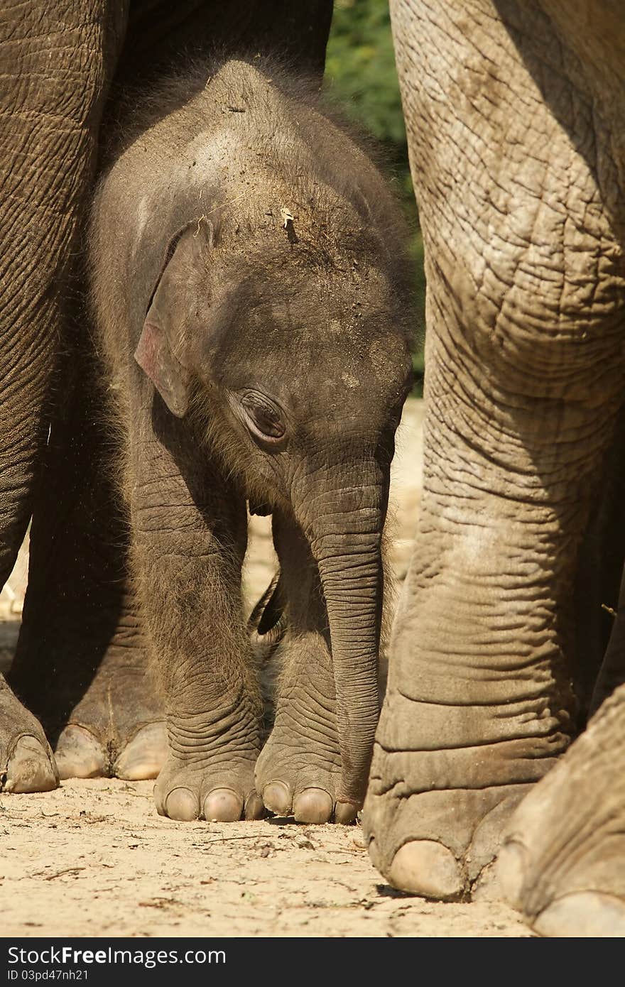 Animals: Baby elephant standing under its mother