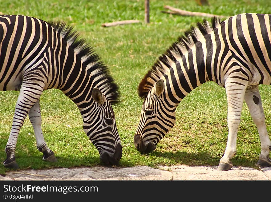 Two zebras