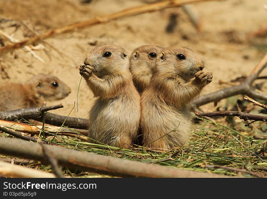 Baby prairie dogs eating