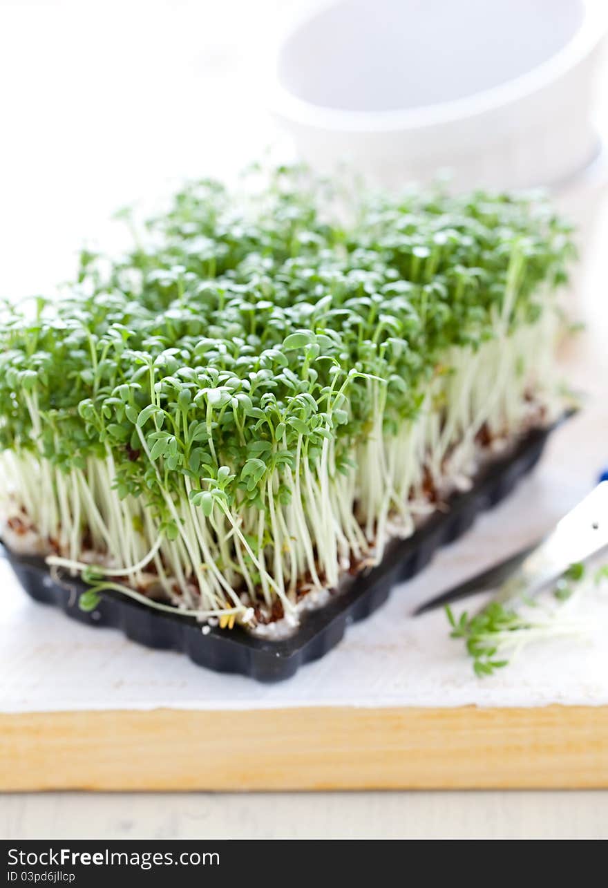 Fresh cress