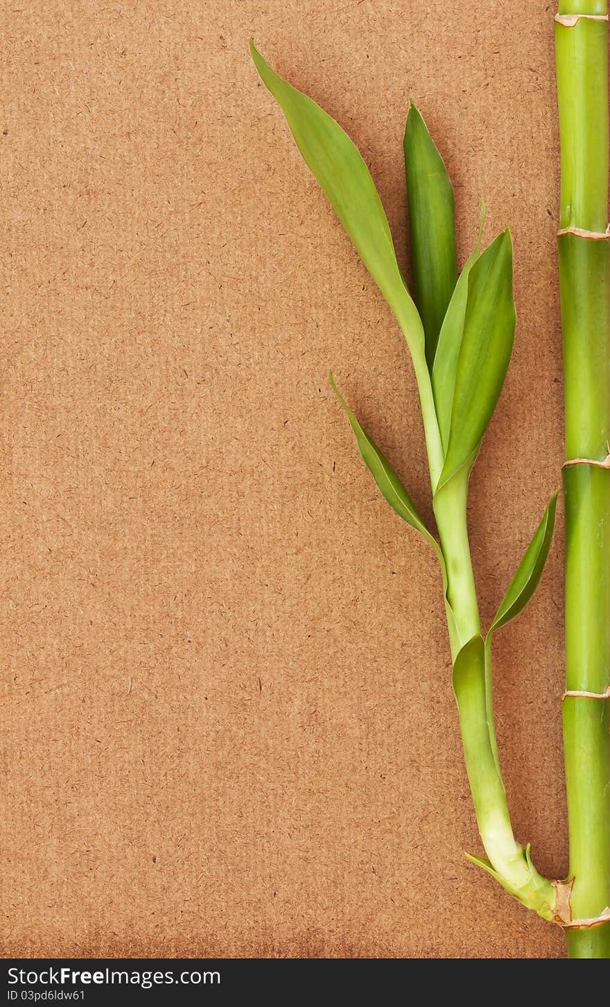 Bamboo tree on wood background