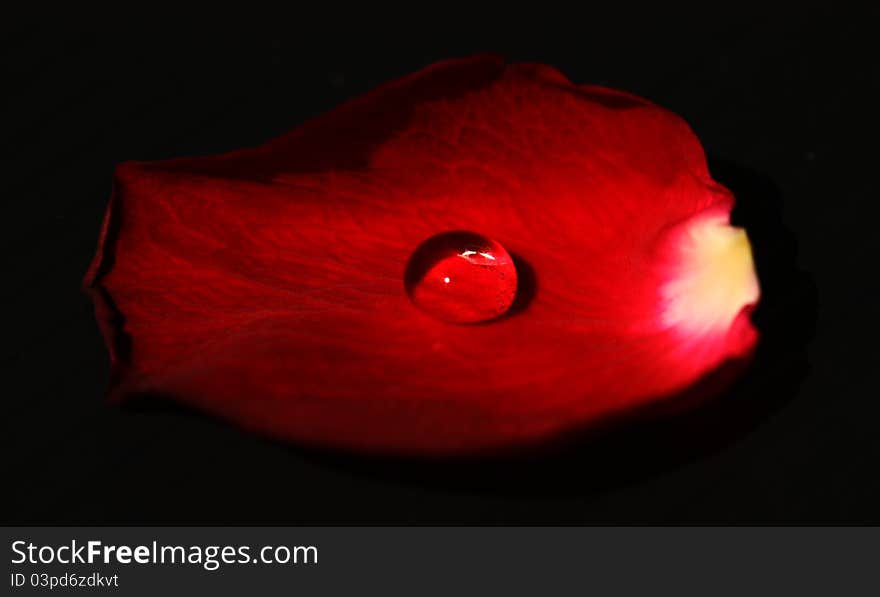 Water drop on rose leaf on black background