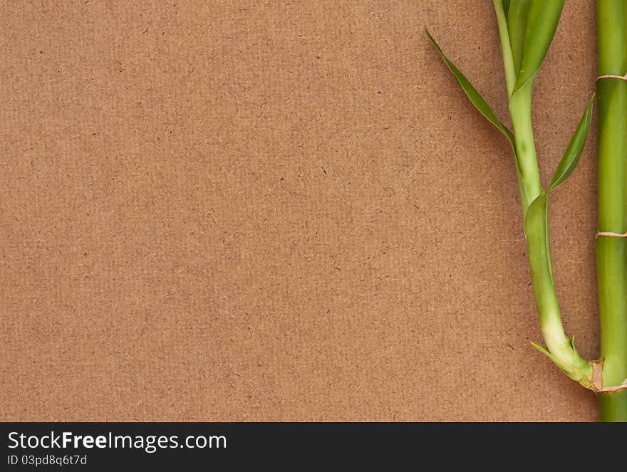 Bamboo tree on wood background