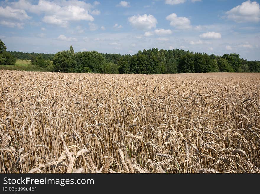 Field Of Ripe Wheat