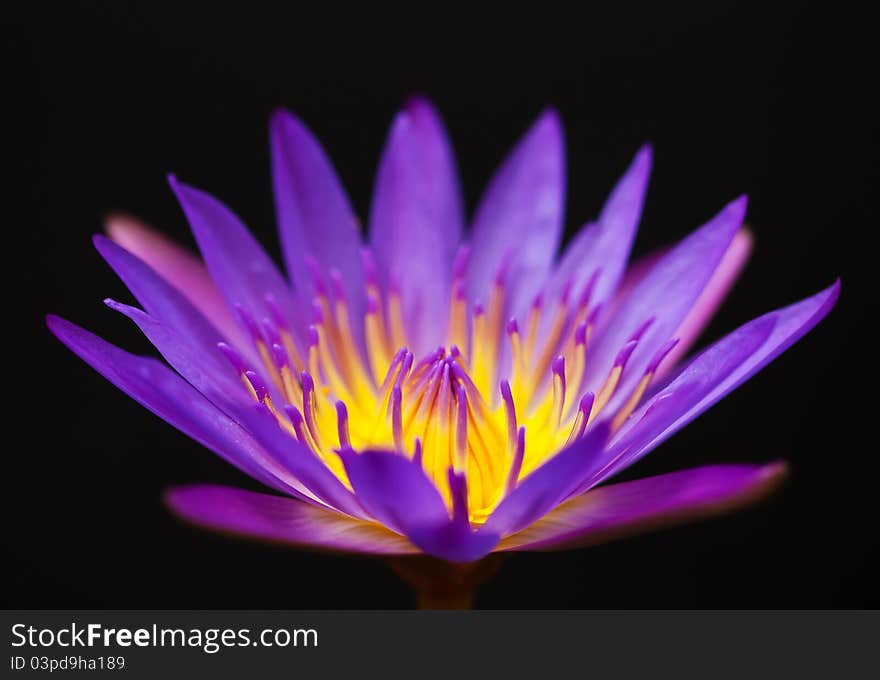 Beautiful violet lotus on black background. Beautiful violet lotus on black background