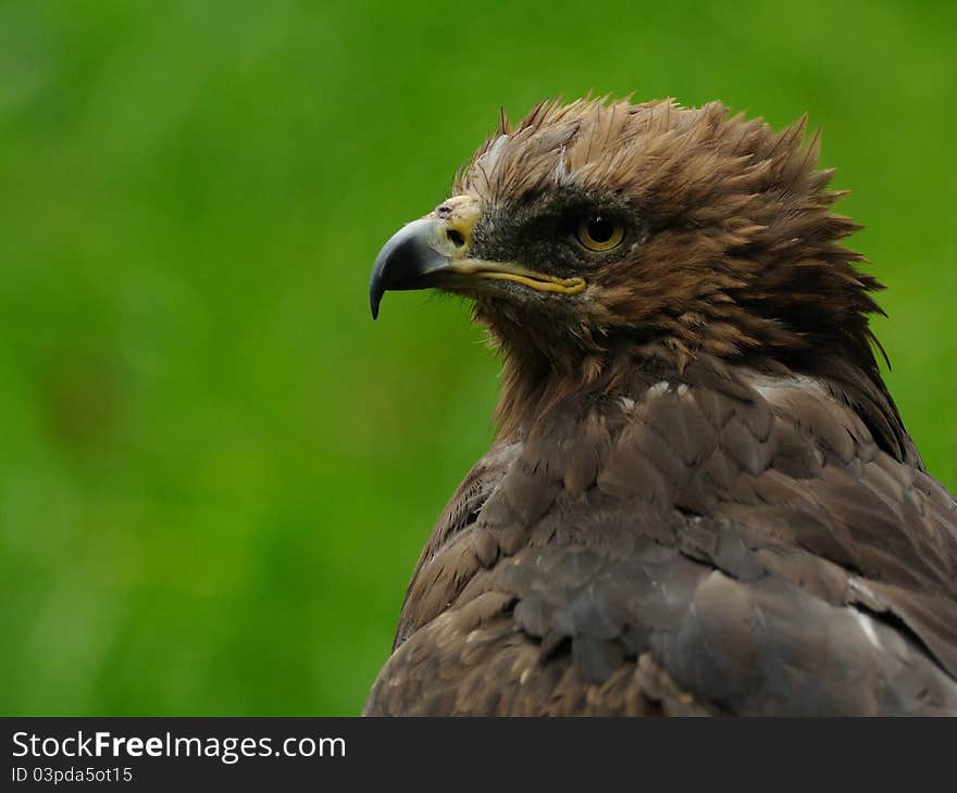 Lesser Spotted Eagle (Aquila Pomarina)