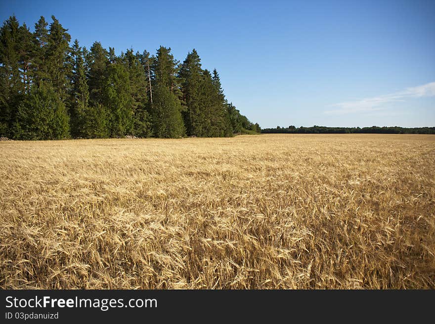 Golden barley field