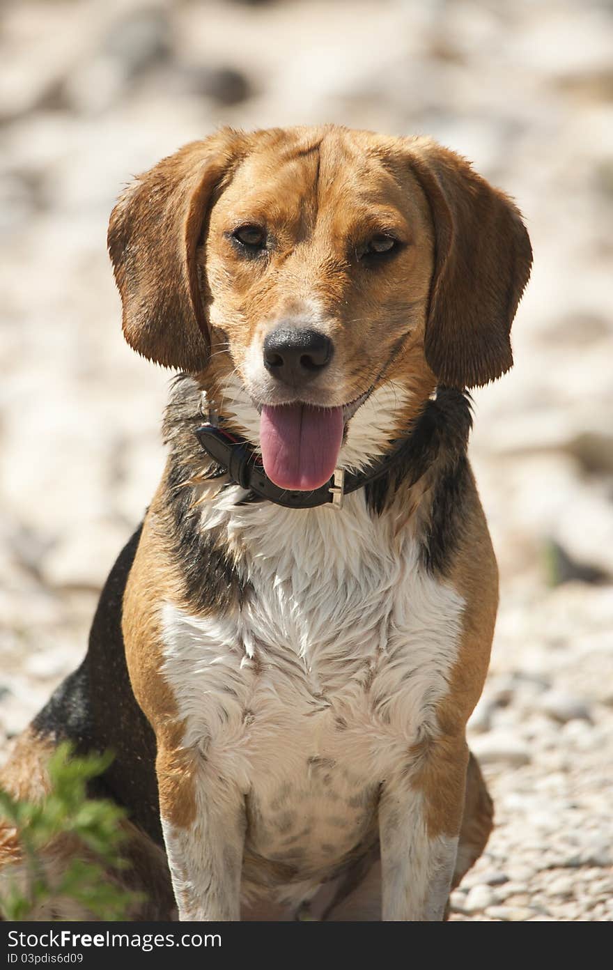 Portrait of hound with wet fur. Portrait of hound with wet fur