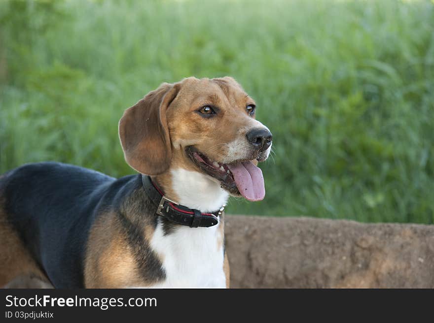 Hunting dog rests after the job