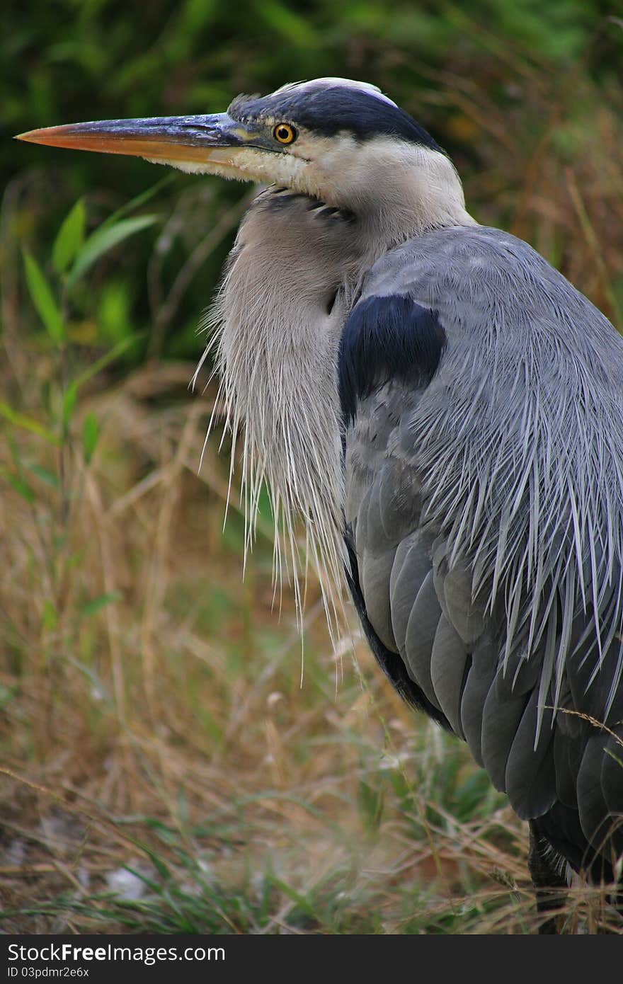 Wild Ardea cinerea in park