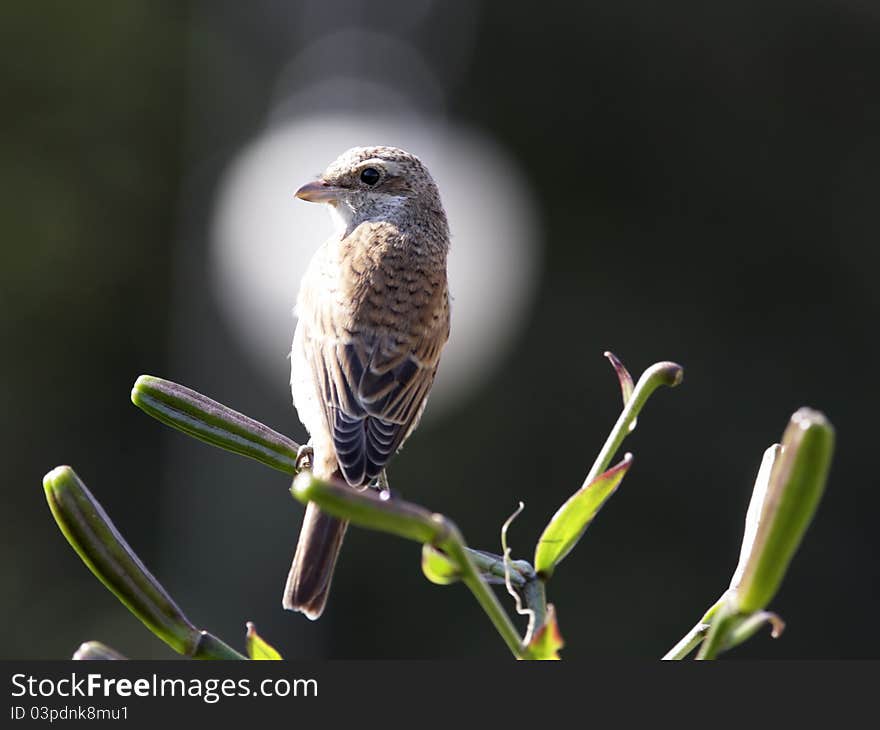 Bird on lily branch