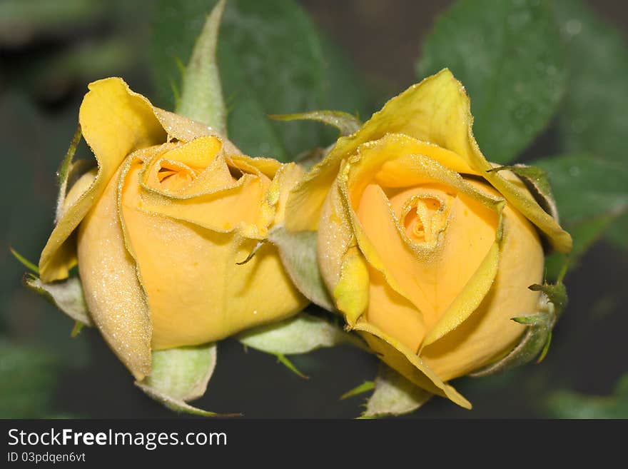 Close up view of two yellow roses. Close up view of two yellow roses