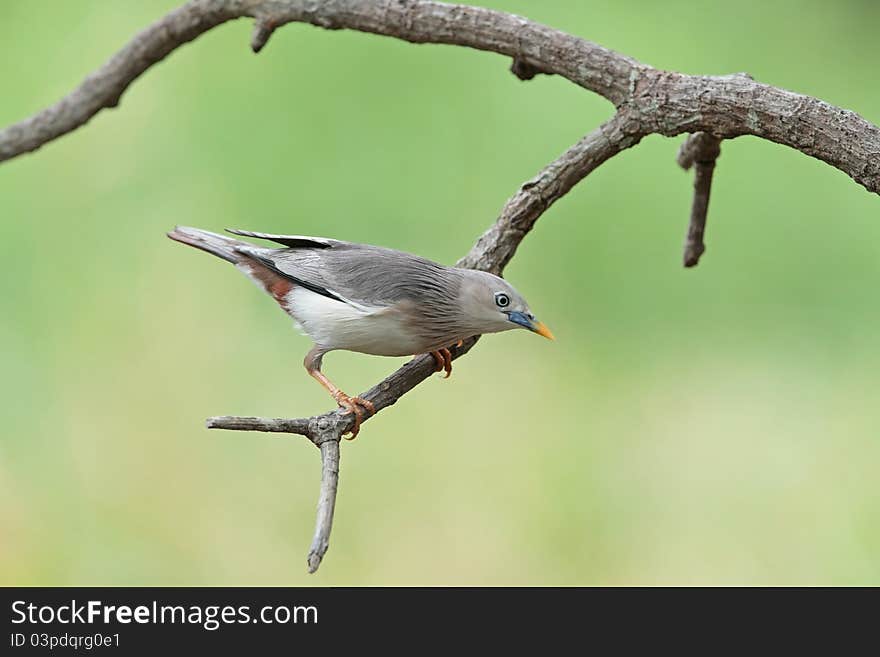 Chestnut-tailed Starling is bird in nature of Thailand