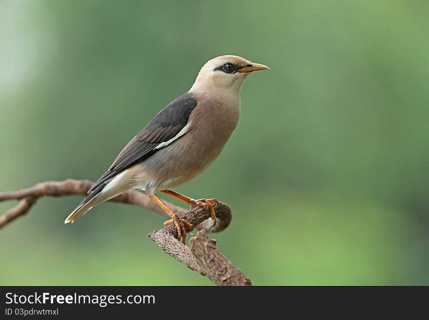 Vinous-breasted starling is bird in nature of Thailand