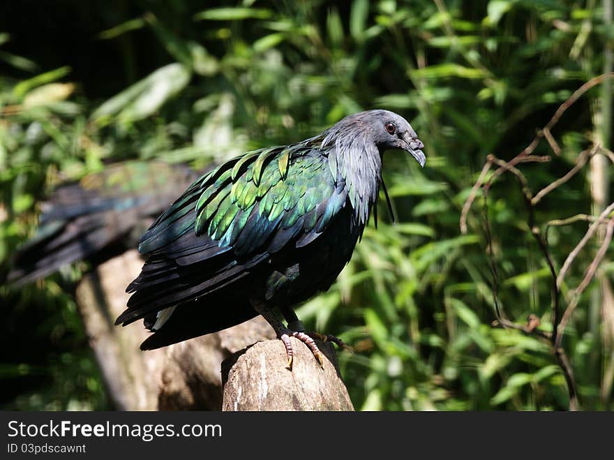 A teal standing on a wood piece. A teal standing on a wood piece.