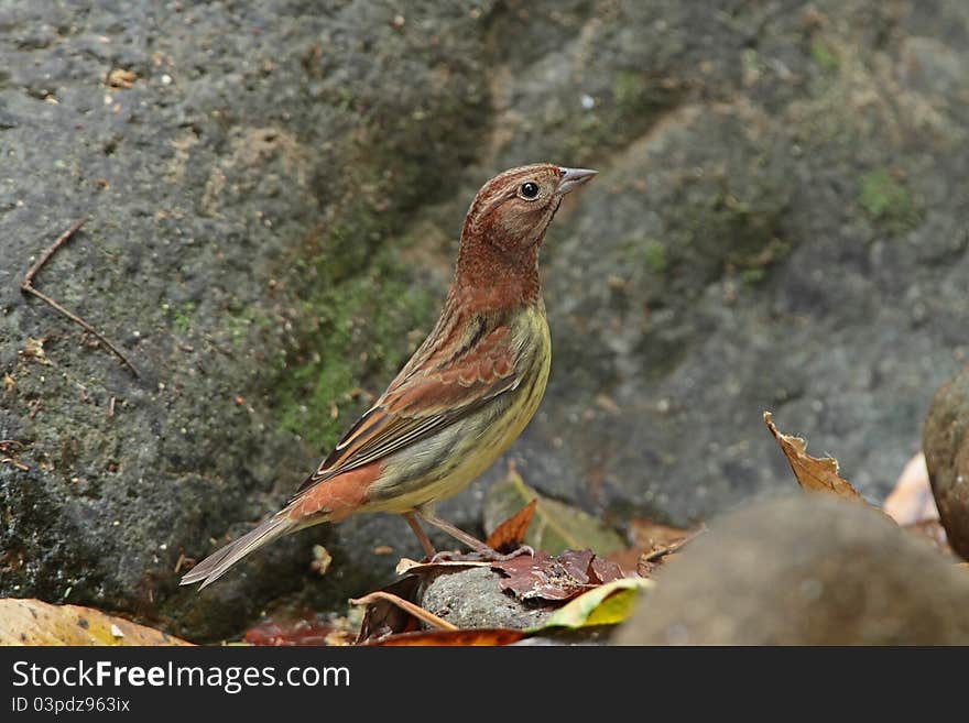 Chestnut Bunting is migratory bird in nature of Thailand