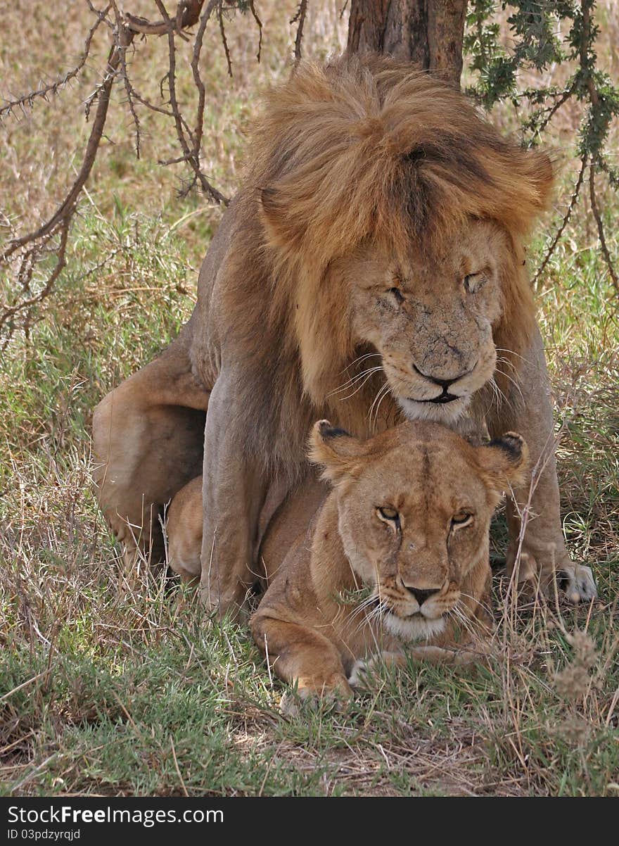 Wildlife from Tanzania