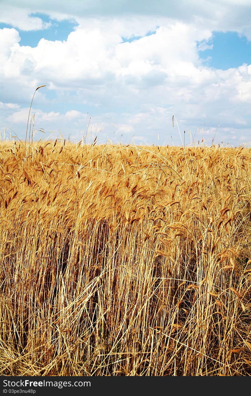 Wheat field against a blue sky. Wheat field against a blue sky