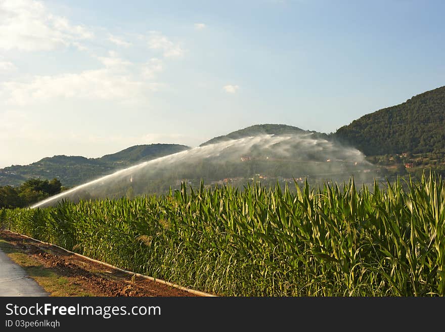 Irrigation Fields