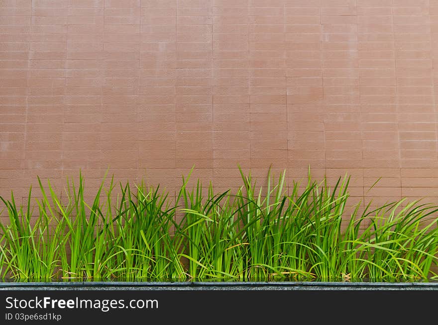 Stone wall background with gress grass. Stone wall background with gress grass