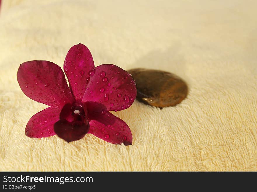 Orchid purple and stone on yellow background