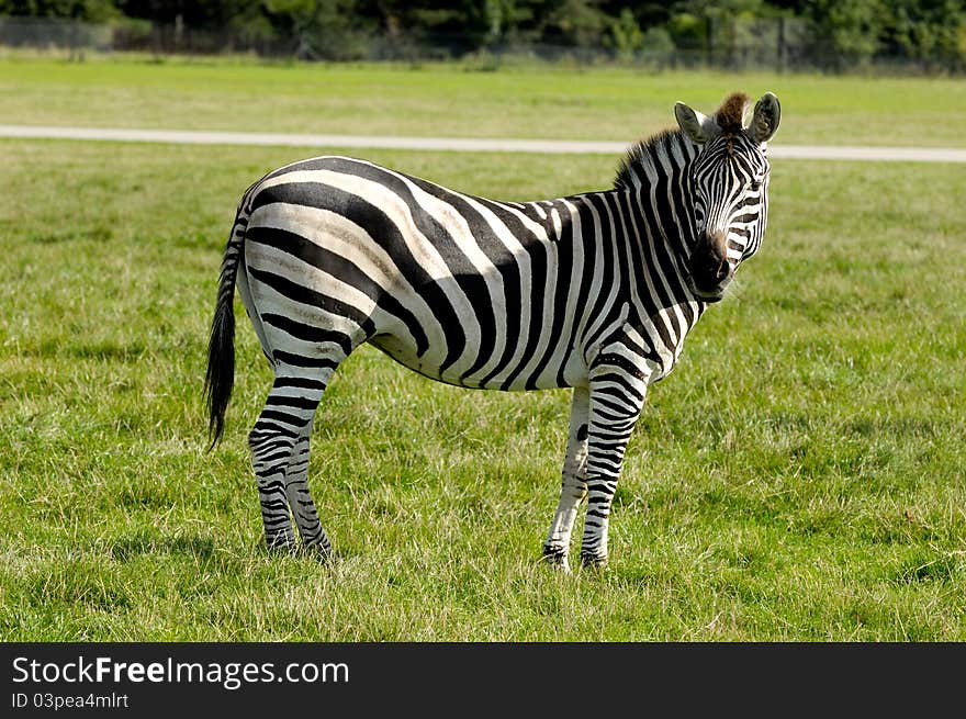 Zebra