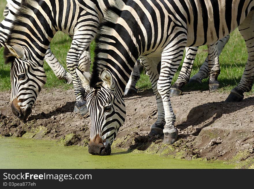 Two zebras are dinkning water from lake. Two zebras are dinkning water from lake.