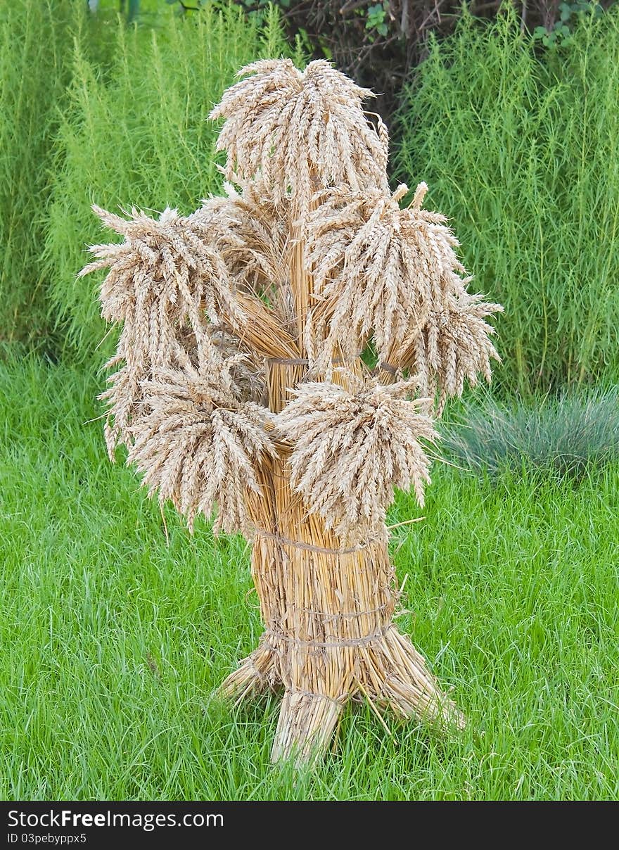 Sheaf of wheat on grass background