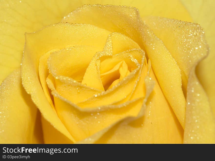 Close up view of red rose petals with drops of dew