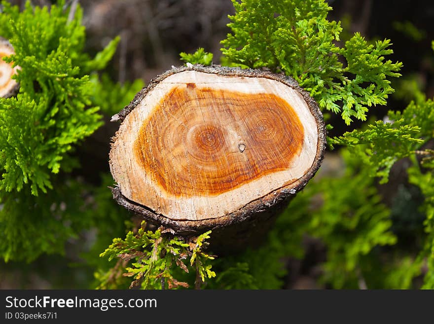 When the trees mature heartwood is a beautiful pattern.