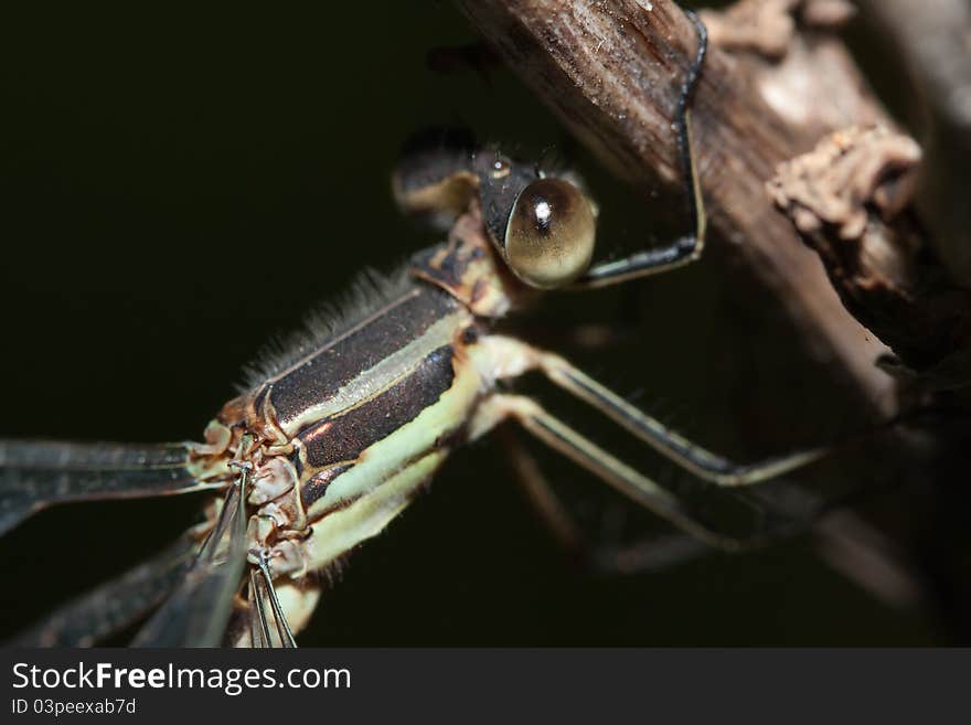 Close-up of a Damselfly