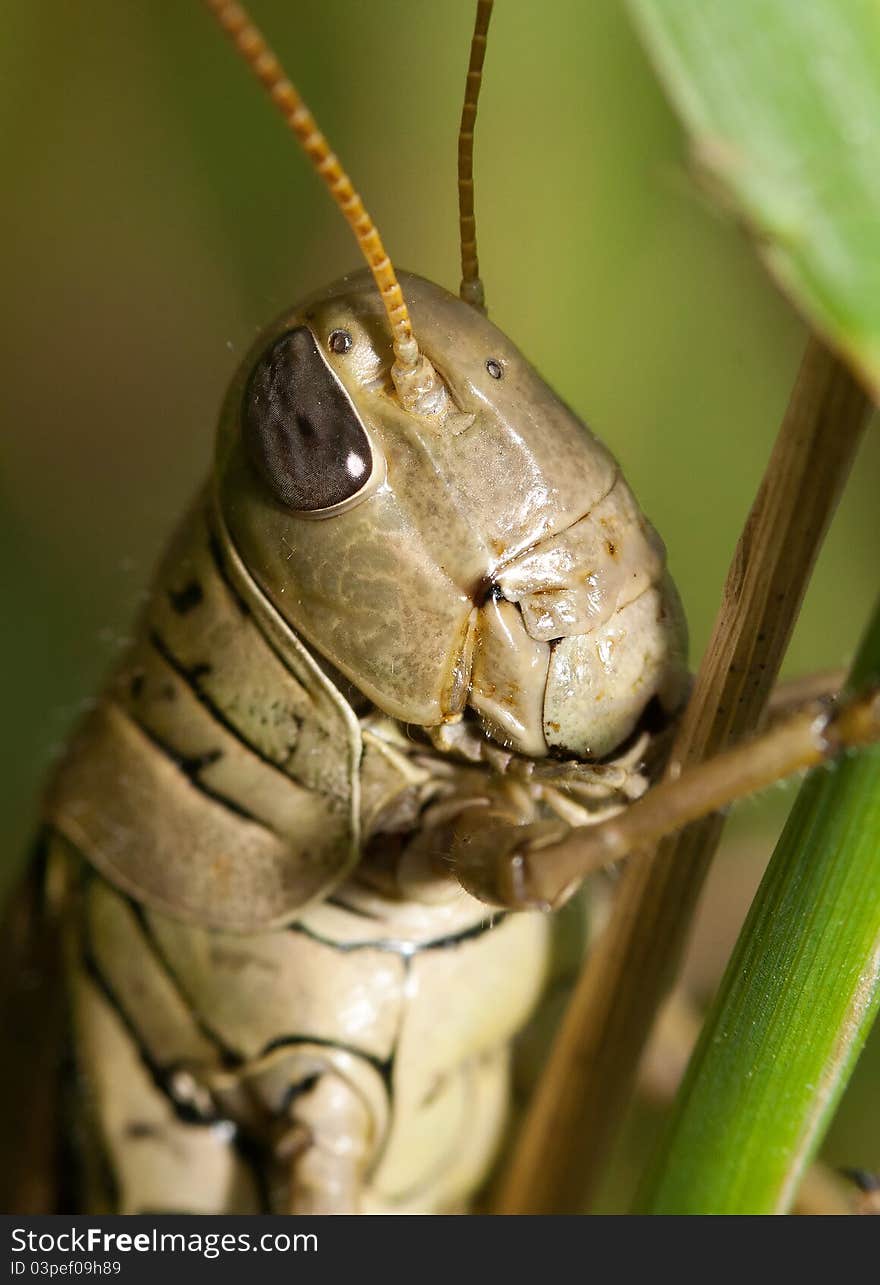 Close-up of a Grasshopper