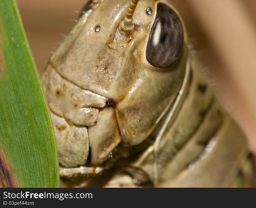 Close-up of a Grasshopper