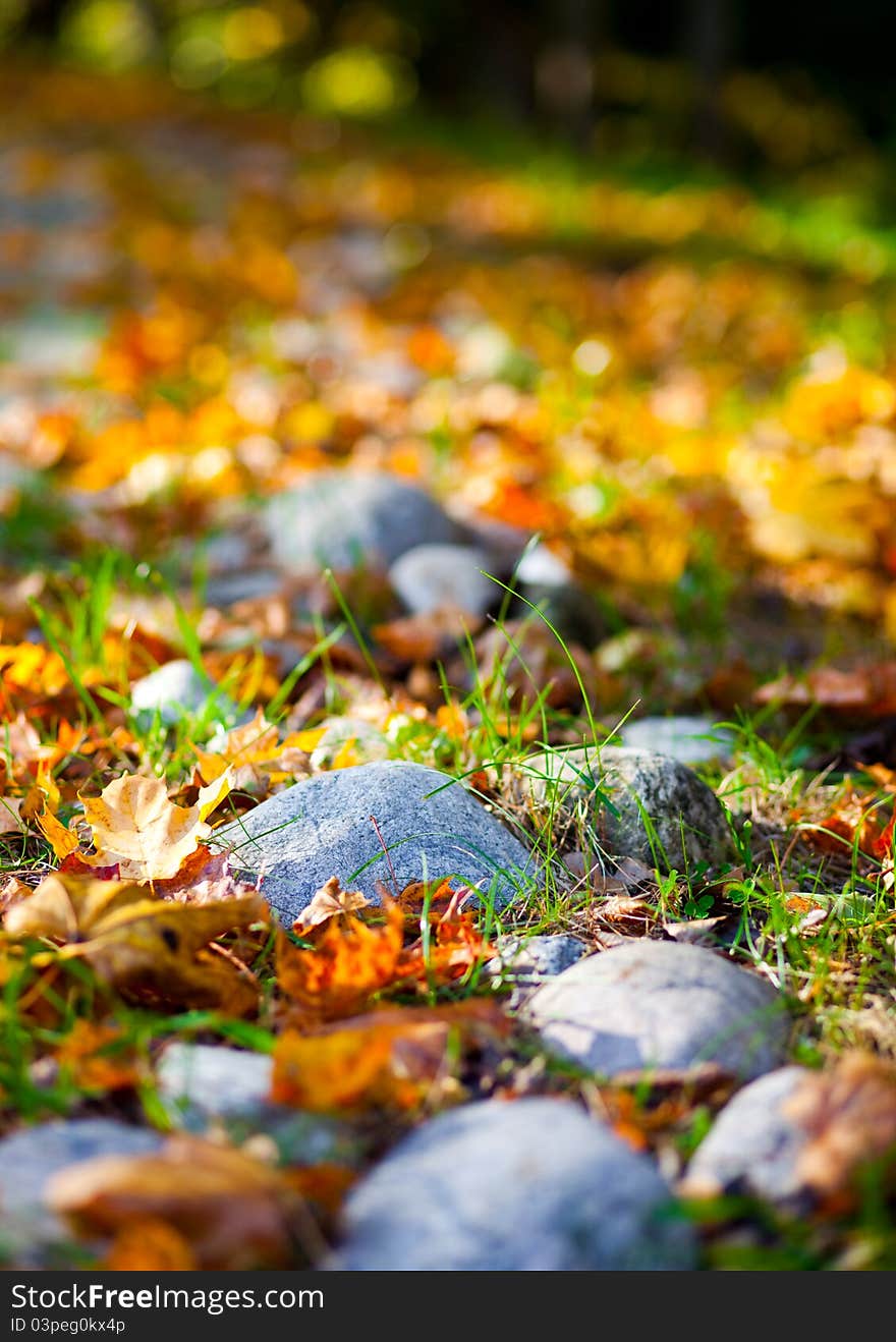 Stones on the gold carpet of leaves. Stones on the gold carpet of leaves