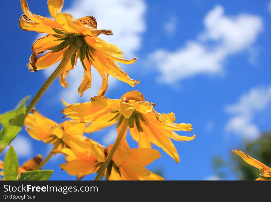 Sunflowers with blue sky in summer.