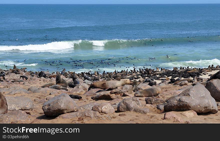 Colony Of Seals