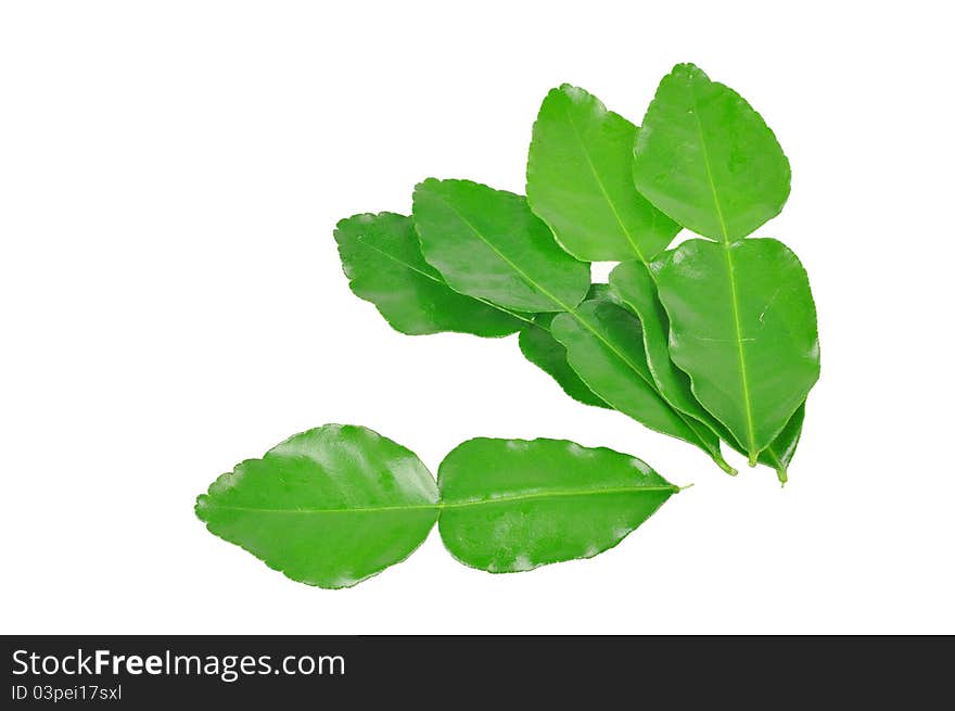 Kaffir Lime Leaves